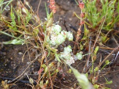 Psilocarphus tenellus