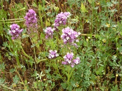 Castilleja densiflora gracilis