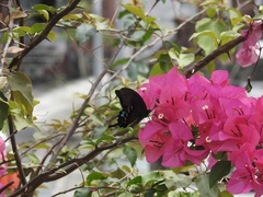 Papilio hermosanus