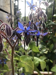 Borago