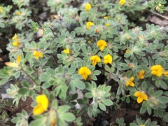 Acmispon wrangelianus