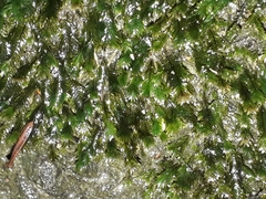 Fissidens rigidulus