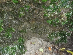 Fissidens rigidulus
