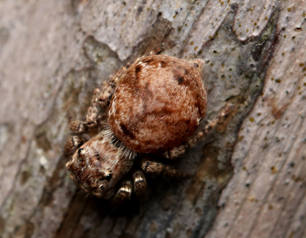 Shaggy Servaea in November 2023 by juliegraham173 · iNaturalist