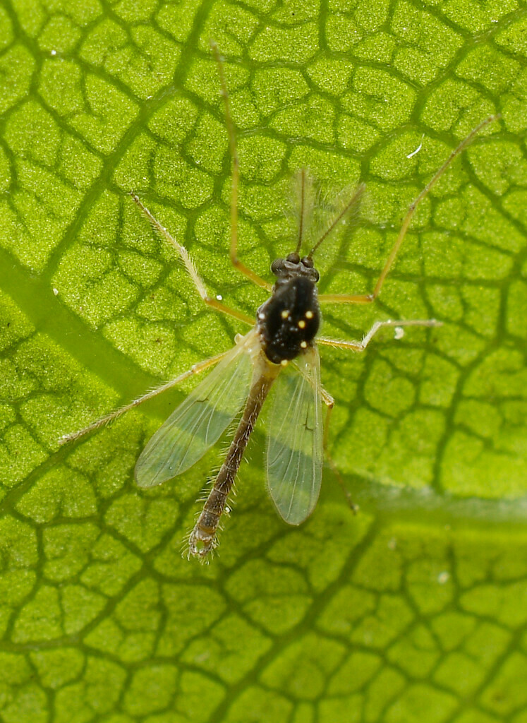 Lobodiamesa