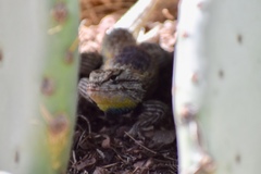 Sceloporus magister