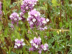 Castilleja densiflora gracilis