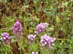 Castilleja densiflora gracilis