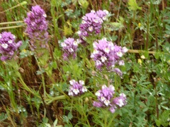Castilleja densiflora gracilis