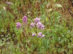 Castilleja densiflora gracilis