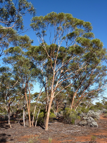 Tall sand mallet (Eucalyptus neoeremophila)