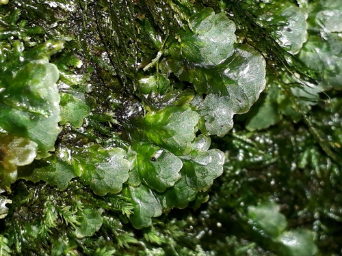 Hookeriaceae
