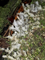 Pseudocyphellaria dissimilis