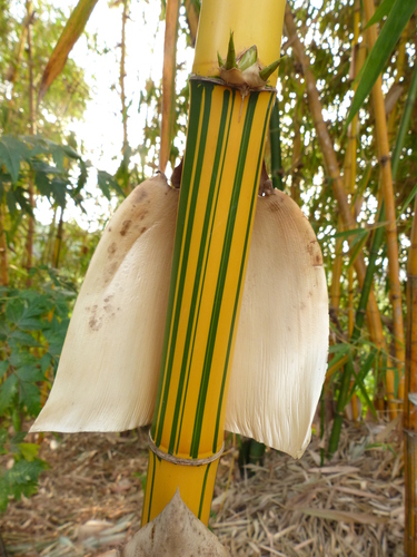 common bamboo