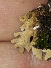 Pseudocyphellaria dissimilis