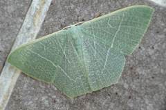 Pelagodes antiquadraria