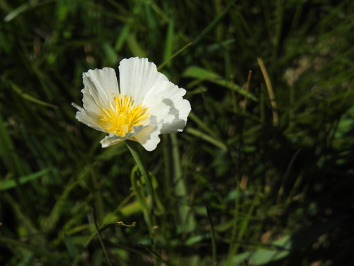 Image of Ranunculus pyrenaeus by (c) Yves Bas, some rights reserved (CC BY)