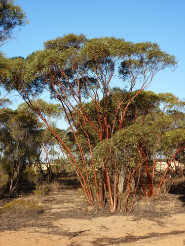 Eucalyptus tenera