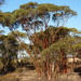 Eucalyptus tenera - Photo (c) Dean Nicolle,  זכויות יוצרים חלקיות (CC BY-NC), הועלה על ידי Dean Nicolle