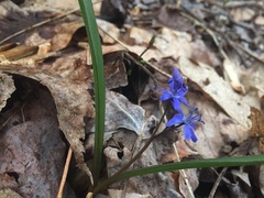 Scilla bifolia