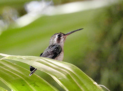 Cynanthus latirostris