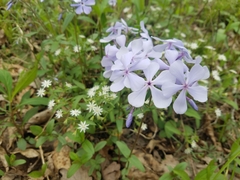 Stellaria pubera