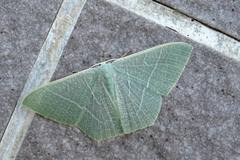 Pelagodes antiquadraria