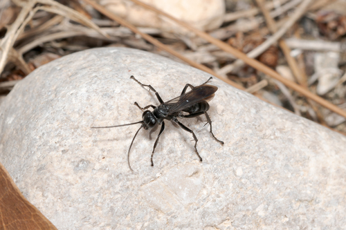 Representative image of Anoplius concinnus