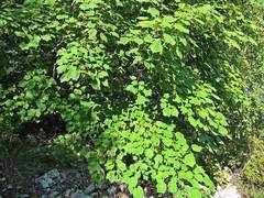 Acer tegmentosum