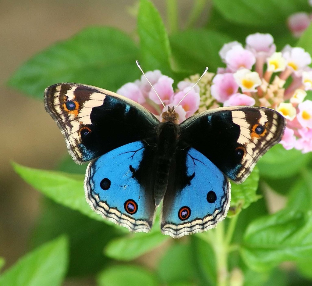 Blue Pansy (Butterflies of Ambivli Biodiversity Park and Surroundings ...