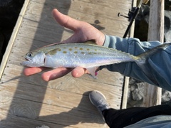 Atlantic Spanish Mackerel photo 5