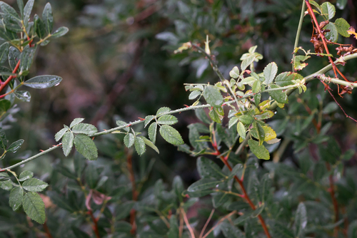 Rosa phoenicia, photograph 2