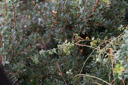 Rosa phoenicia, photograph 3