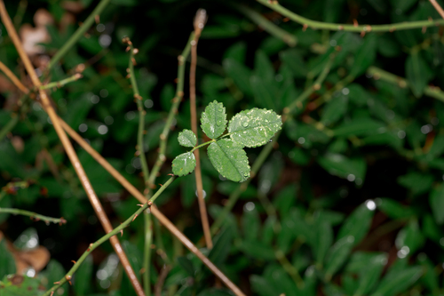 Rosa phoenicia, photograph 4