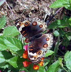Junonia orithya wallacei