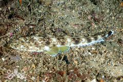 Marbled Flathead photo 3