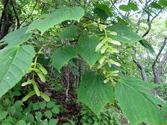 Acer tegmentosum
