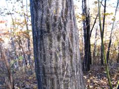 Acer tegmentosum