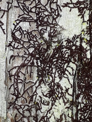Frullania rostrata