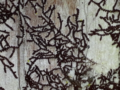 Frullania rostrata