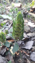 Tetramerium