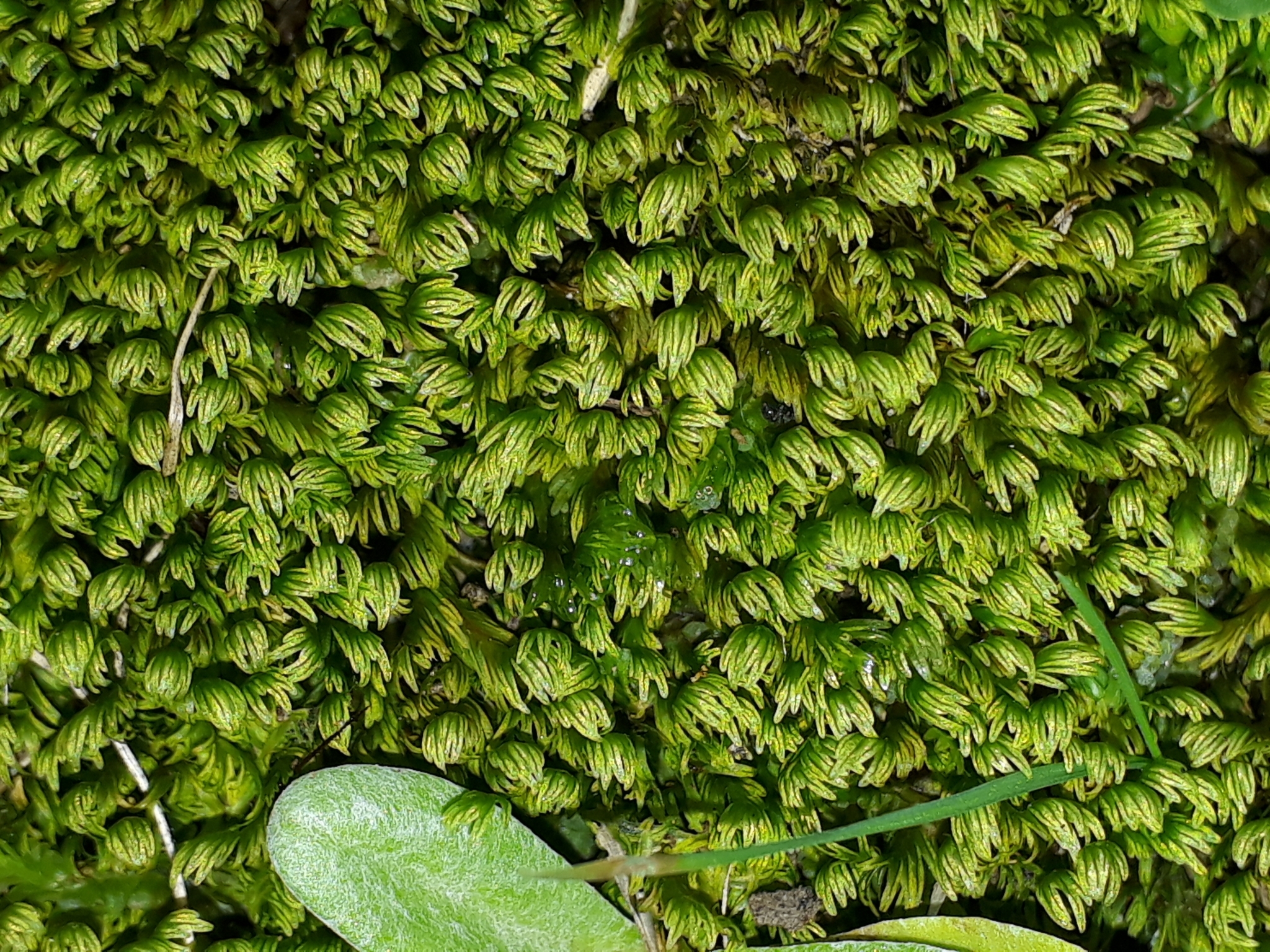 Fissidens asplenioides