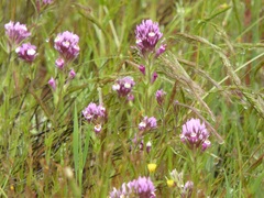 Castilleja densiflora gracilis