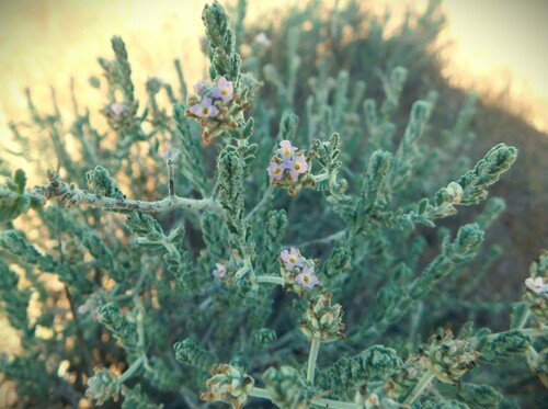 Lippia fastigiata, photograph 1