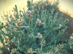 Lippia fastigiata, photograph (c) Jose Luis Leon de la Luz, some rights reserved (CC BY)