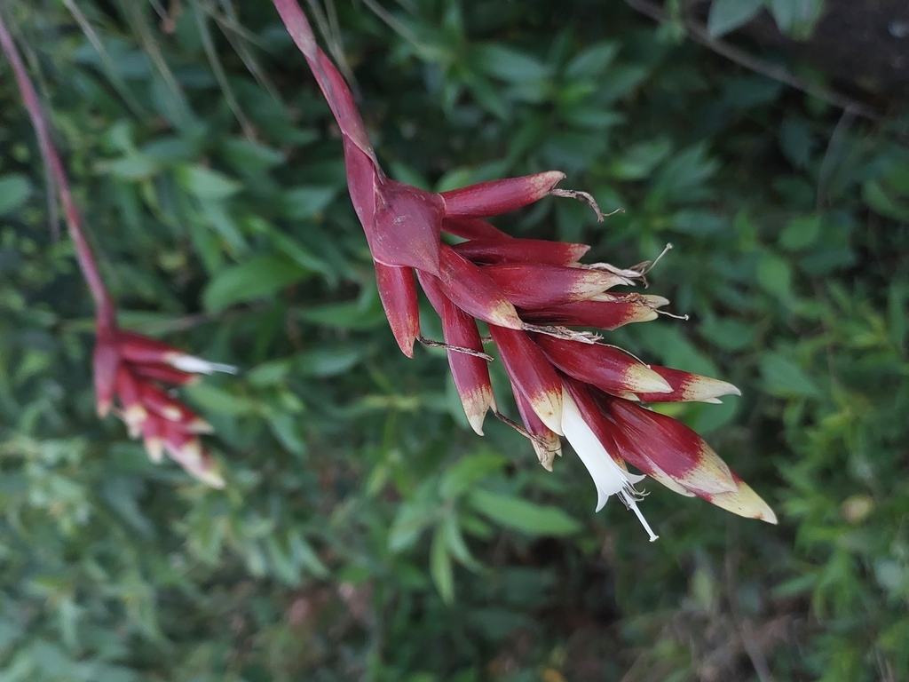 Vriesea flammea: Complete Bromeliad Growing Guide for Enthusiasts & Co ...