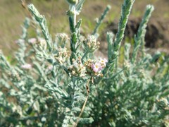 Lippia fastigiata