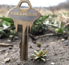 Androsace occidentalis