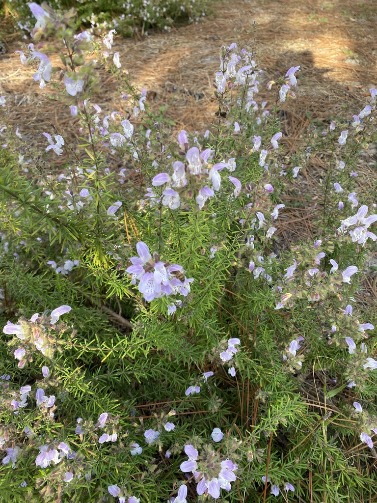 Largeflower False Rosemary from Winter Park, FL, USA on December 9
