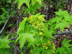Acer pictum